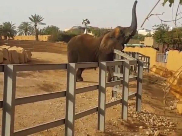 أهم خدمات حديقة الحيوان في الرياض